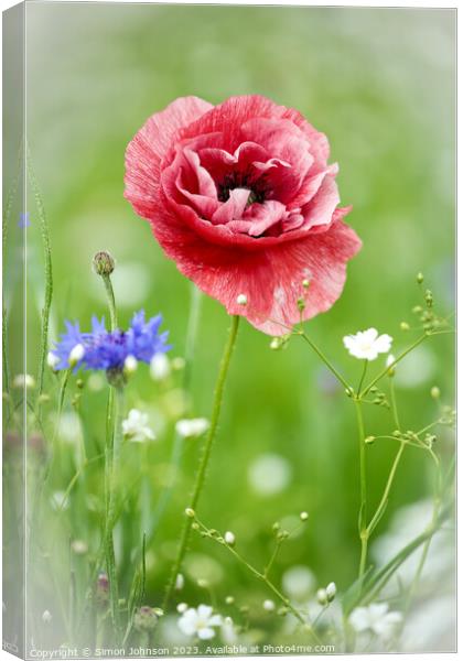 Poppy  flower Canvas Print by Simon Johnson