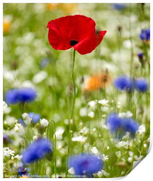 Poppy flower Print by Simon Johnson