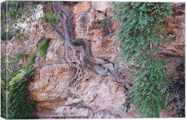 Tree on cliff face, Alonissos, pen drawing effect Canvas Print by Paul Boizot