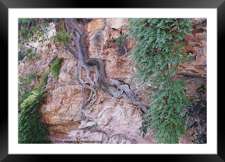 Tree on cliff face, Alonissos, pen drawing effect Framed Mounted Print by Paul Boizot