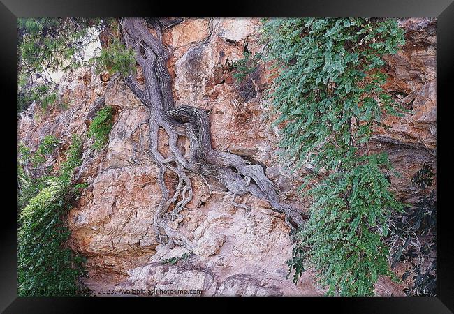 Tree on cliff face, Alonissos, pen drawing effect Framed Print by Paul Boizot