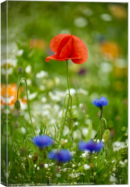 Poppy flower Canvas Print by Simon Johnson