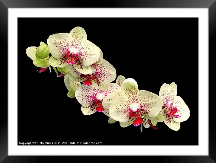 Orchid flower head Framed Mounted Print by Nicky Vines