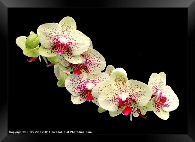 Orchid flower head Framed Print by Nicky Vines