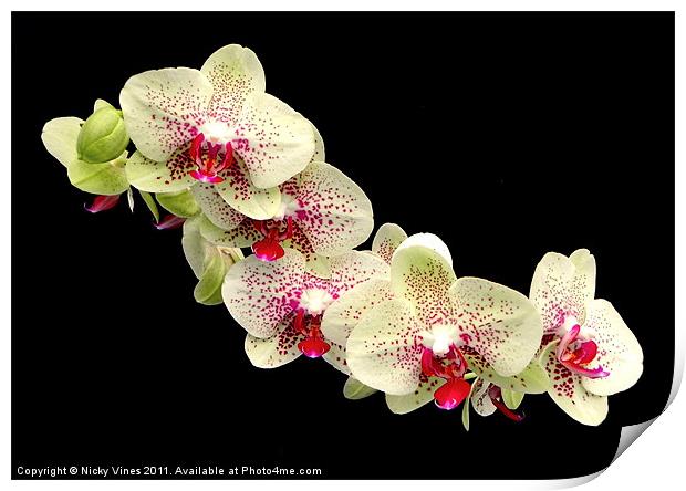Orchid flower head Print by Nicky Vines