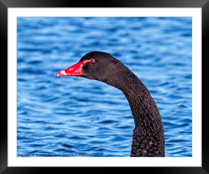 Black Swan Head Framed Mounted Print by Steven Ralser