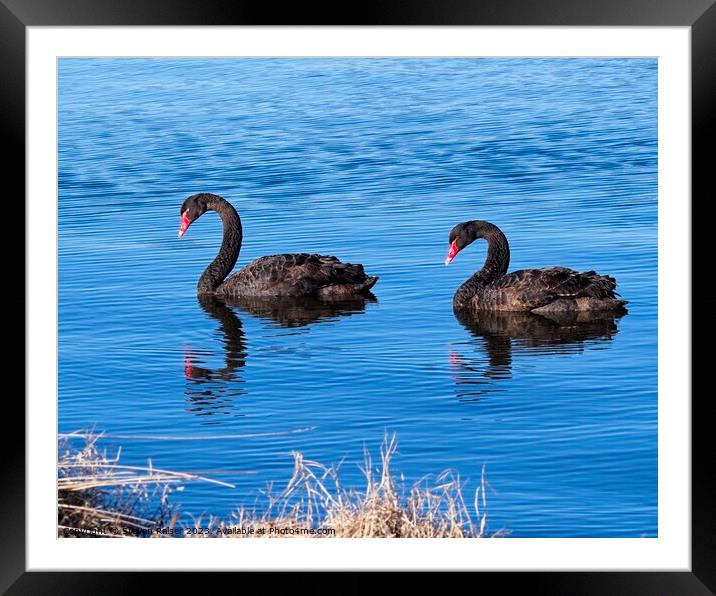 Black Swans 2, Canberra, Australia Framed Mounted Print by Steven Ralser