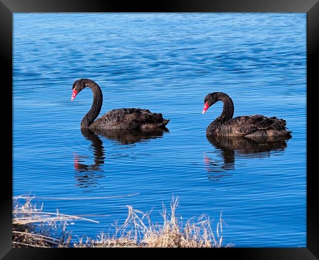 Black Swans 2, Canberra, Australia Framed Print by Steven Ralser