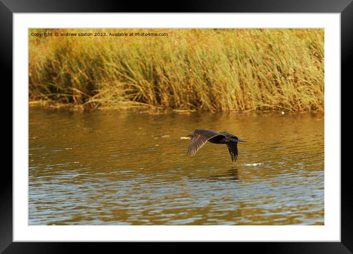 Skimming Framed Mounted Print by andrew saxton