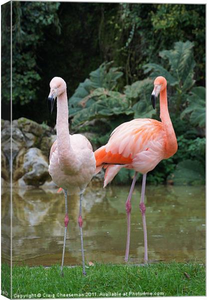 Pink Flamingo's Canvas Print by Craig Cheeseman