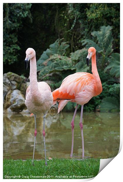 Pink Flamingo's Print by Craig Cheeseman