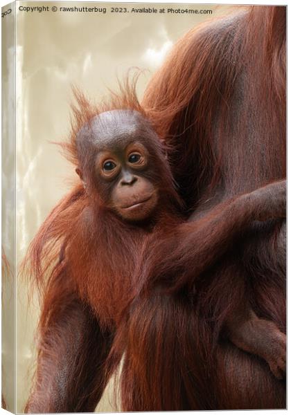 Hair-raisingly Cute - The Adorable Baby Orangutan Canvas Print by rawshutterbug 