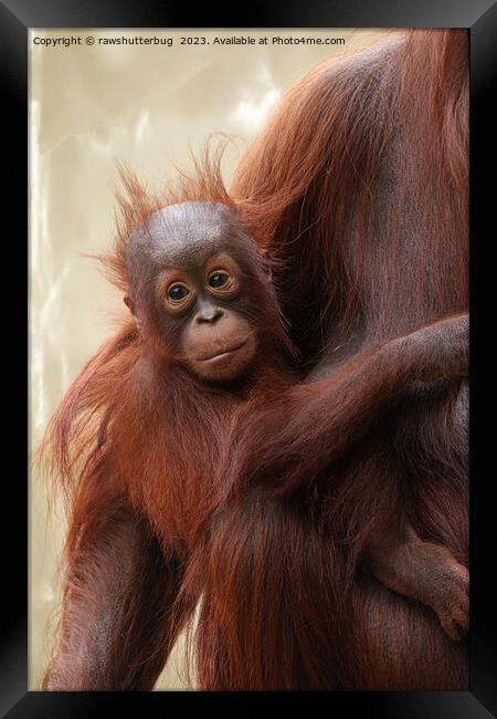 Hair-raisingly Cute - The Adorable Baby Orangutan Framed Print by rawshutterbug 