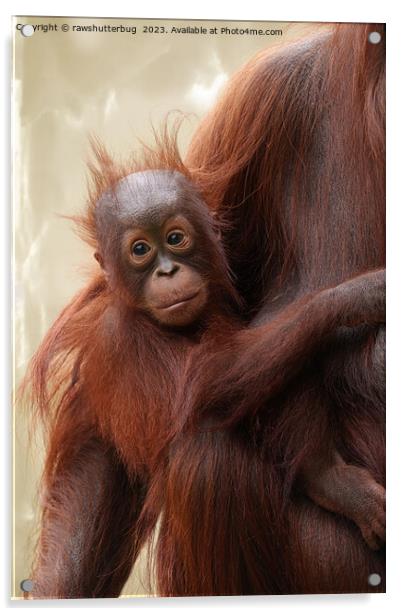 Hair-raisingly Cute - The Adorable Baby Orangutan Acrylic by rawshutterbug 
