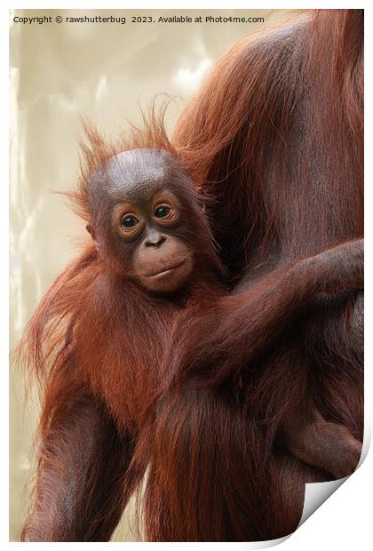 Hair-raisingly Cute - The Adorable Baby Orangutan Print by rawshutterbug 