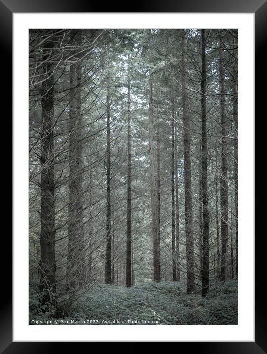 Enchanted Forest Solitude Framed Mounted Print by Paul Martin