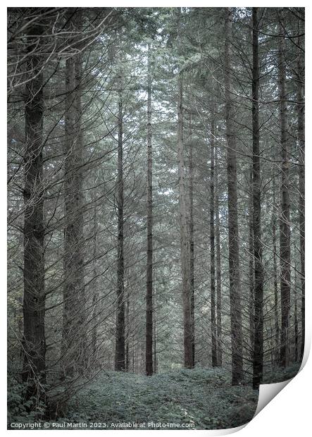 Enchanted Forest Solitude Print by Paul Martin
