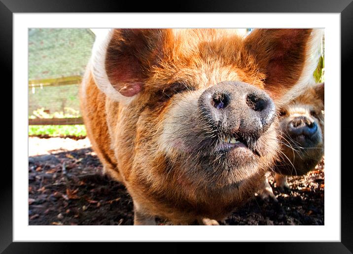 New Zealand's Rotund Kunekune Pig Framed Mounted Print by Andy Evans Photos