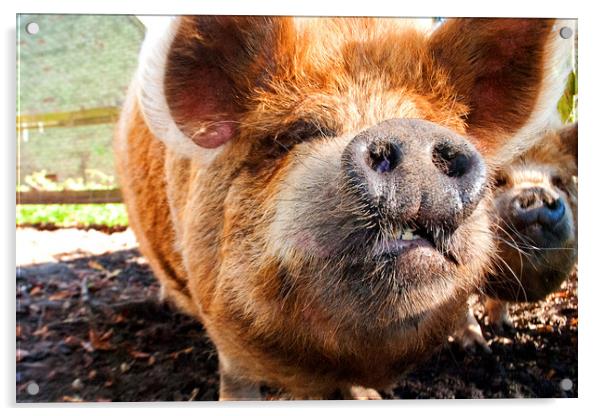 New Zealand's Rotund Kunekune Pig Acrylic by Andy Evans Photos