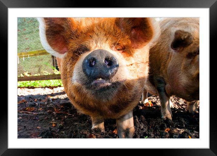 Plump New Zealand Kunekune Pig Framed Mounted Print by Andy Evans Photos