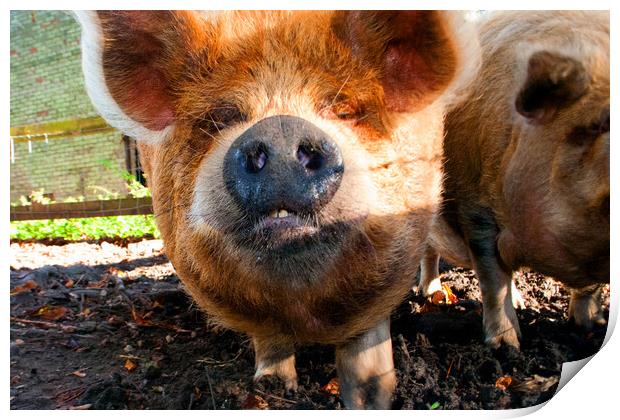 Plump New Zealand Kunekune Pig Print by Andy Evans Photos