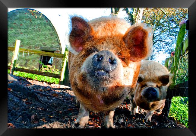 New Zealand's Rotund Kunekune Pig Framed Print by Andy Evans Photos
