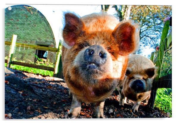 New Zealand's Rotund Kunekune Pig Acrylic by Andy Evans Photos