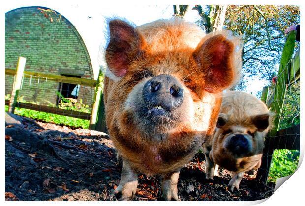 New Zealand's Rotund Kunekune Pig Print by Andy Evans Photos