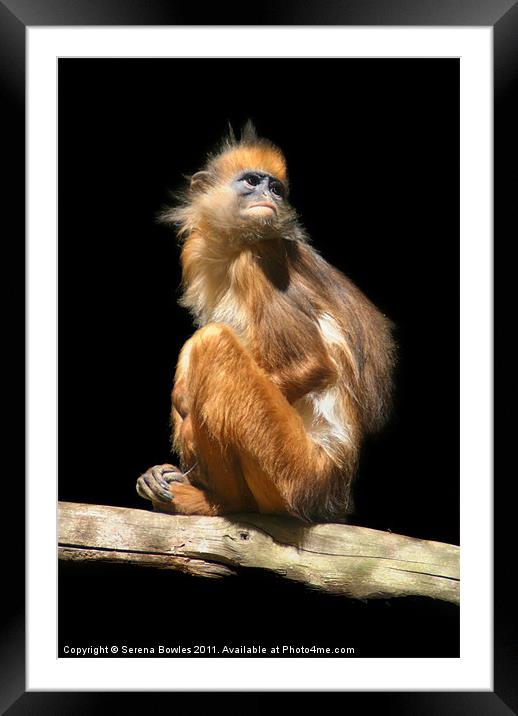 Banded Leaf Monkey Framed Mounted Print by Serena Bowles