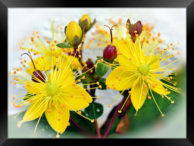  flowers and buds Framed Print by sue davies