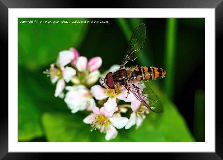 'Vibrant Pollinators: The Unsung Heroes' Framed Mounted Print by Tom McPherson