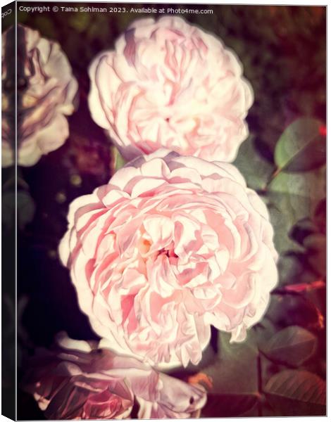 The Enigmatic Rose Canvas Print by Taina Sohlman
