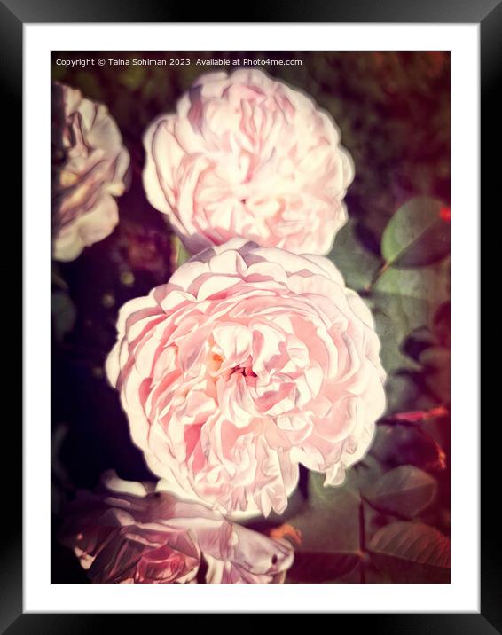 The Enigmatic Rose Framed Mounted Print by Taina Sohlman