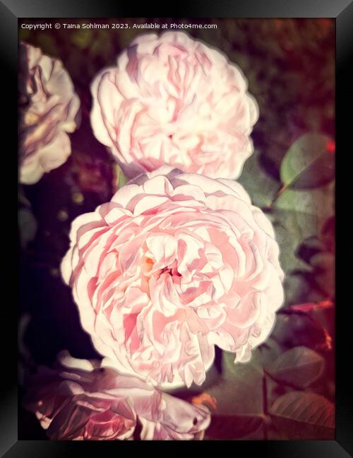 The Enigmatic Rose Framed Print by Taina Sohlman