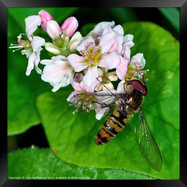 Hoverfly: Unseen Guardian of Blooms Framed Print by Tom McPherson