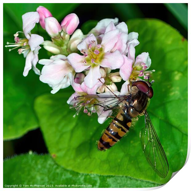 Hoverfly: Unseen Guardian of Blooms Print by Tom McPherson