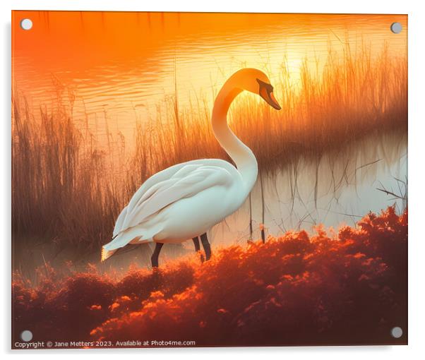 A Majestic Swan Acrylic by Jane Metters