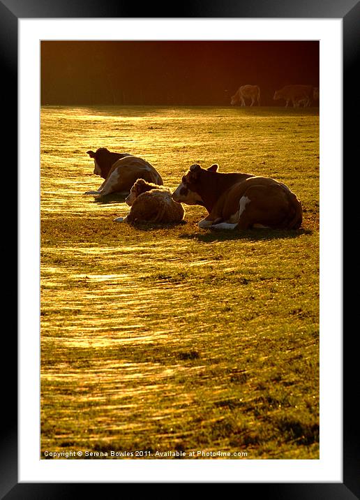 Sitting Cows Framed Mounted Print by Serena Bowles