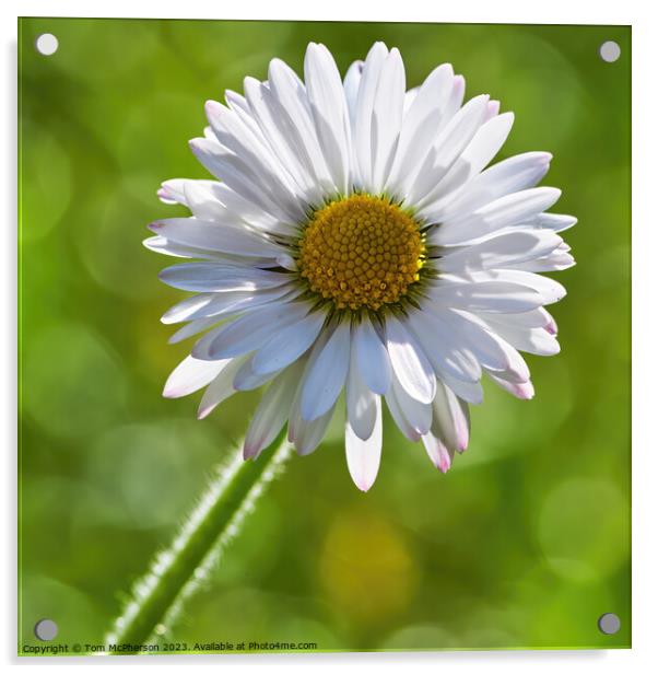 Enchanting Daisy: A Symbol of Innocence Acrylic by Tom McPherson