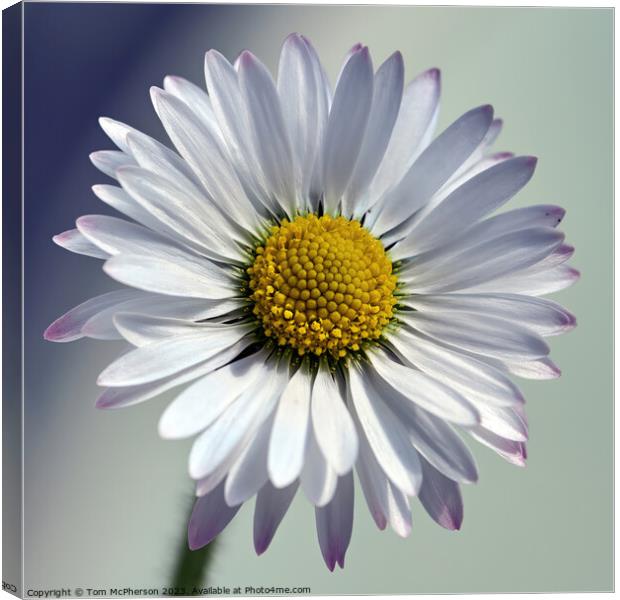 The Quintessential Daisy: Love's Symbol Canvas Print by Tom McPherson