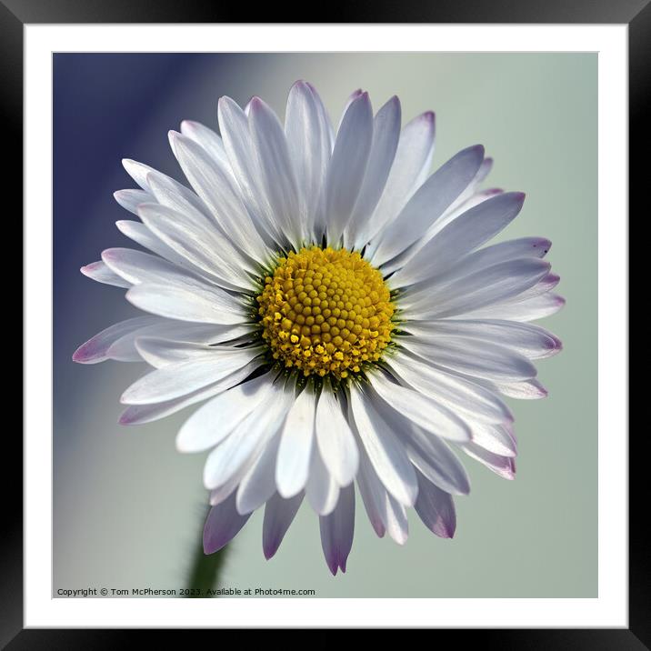 The Quintessential Daisy: Love's Symbol Framed Mounted Print by Tom McPherson