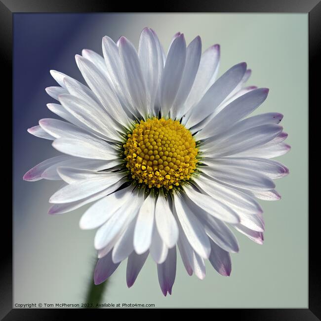 The Quintessential Daisy: Love's Symbol Framed Print by Tom McPherson