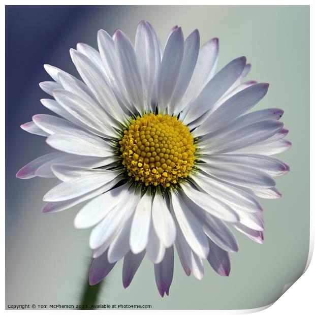The Quintessential Daisy: Love's Symbol Print by Tom McPherson