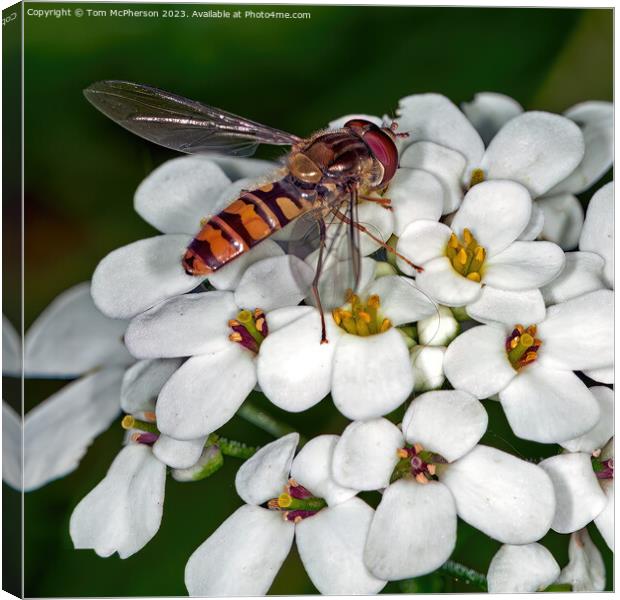 Vibrant Hoverfly: Nature's Unsung Garden Hero Canvas Print by Tom McPherson