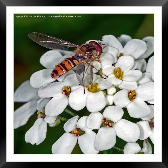 Vibrant Hoverfly: Nature's Unsung Garden Hero Framed Mounted Print by Tom McPherson
