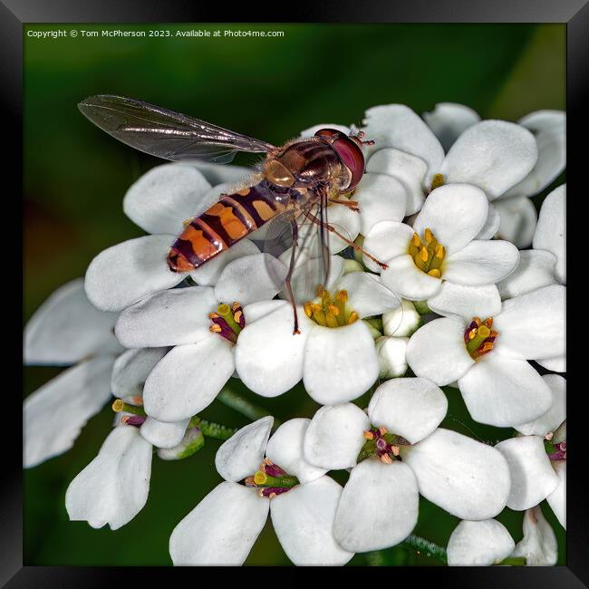 Vibrant Hoverfly: Nature's Unsung Garden Hero Framed Print by Tom McPherson