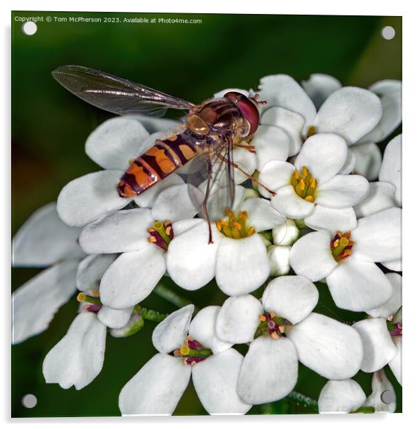 Vibrant Hoverfly: Nature's Unsung Garden Hero Acrylic by Tom McPherson