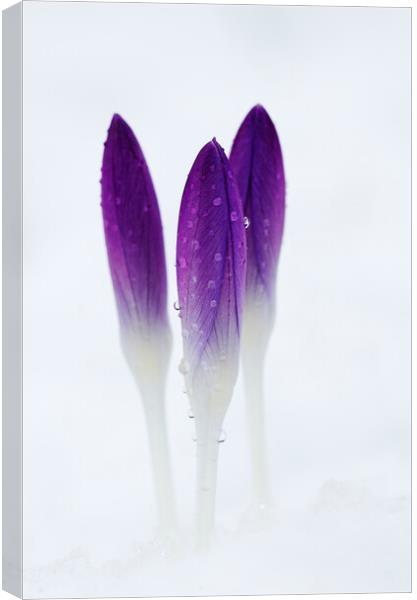 Crocuses in Snow Canvas Print by Kevin Howchin