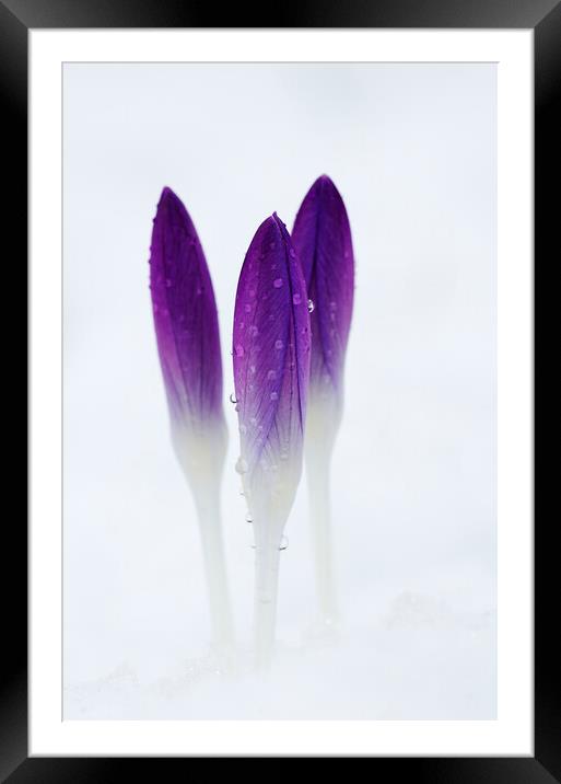Crocuses in Snow Framed Mounted Print by Kevin Howchin