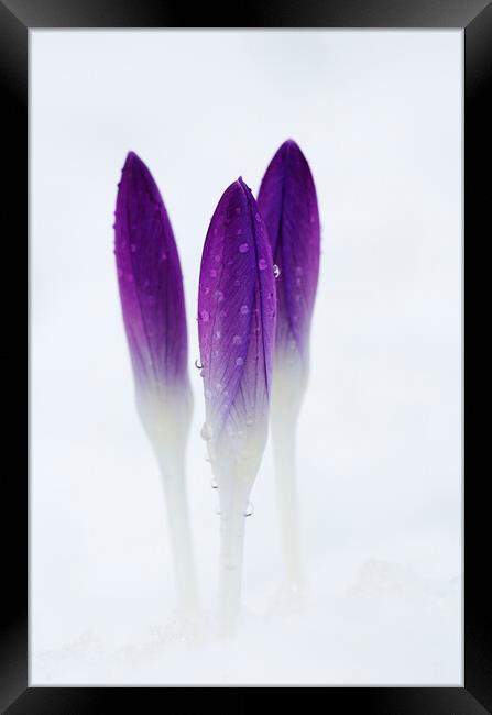 Crocuses in Snow Framed Print by Kevin Howchin